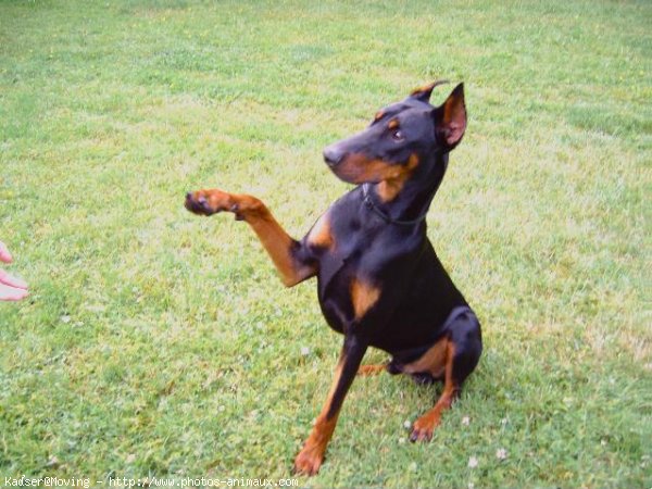 Photo de Dobermann