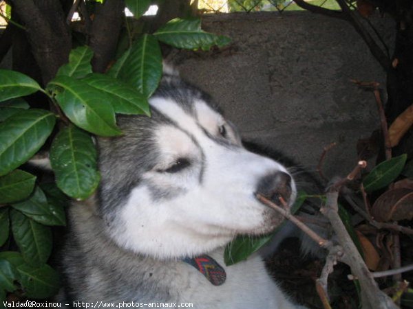 Photo de Husky siberien