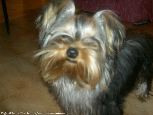 Photo de Yorkshire terrier