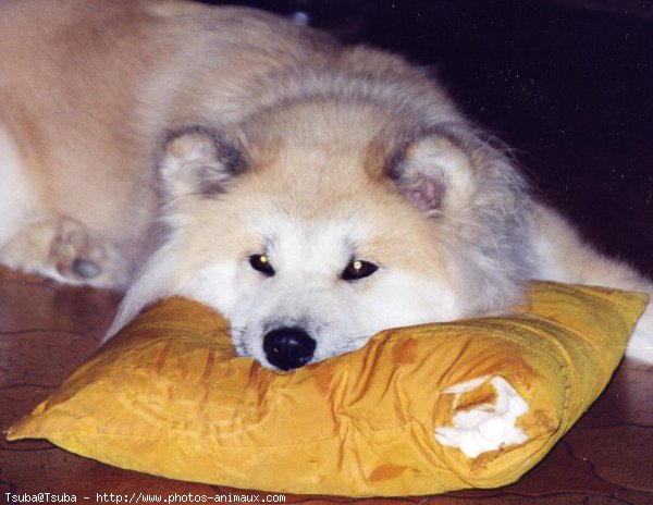 Photo d'Akita inu