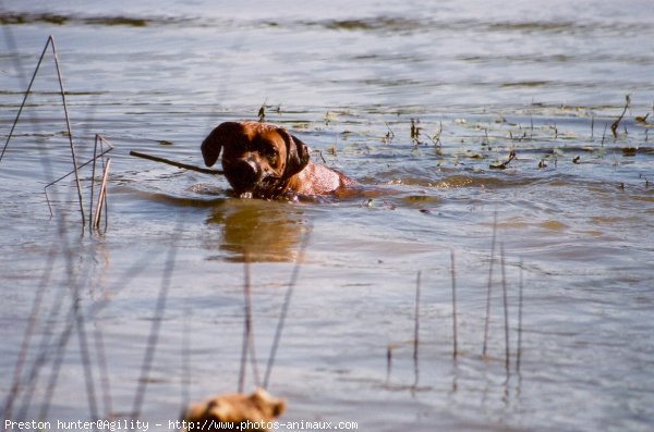 Photo de Rhodesian ridgeback