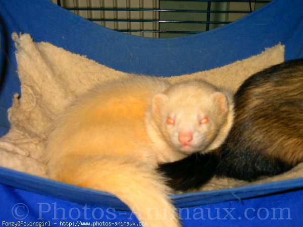 Photo de Furet