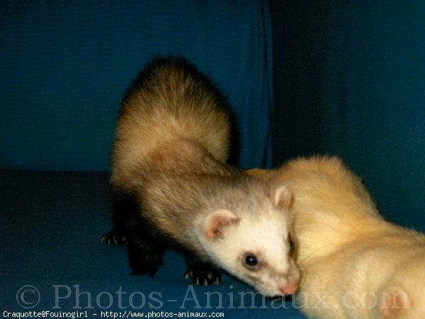 Photo de Furet