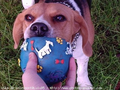 Photo de Beagle