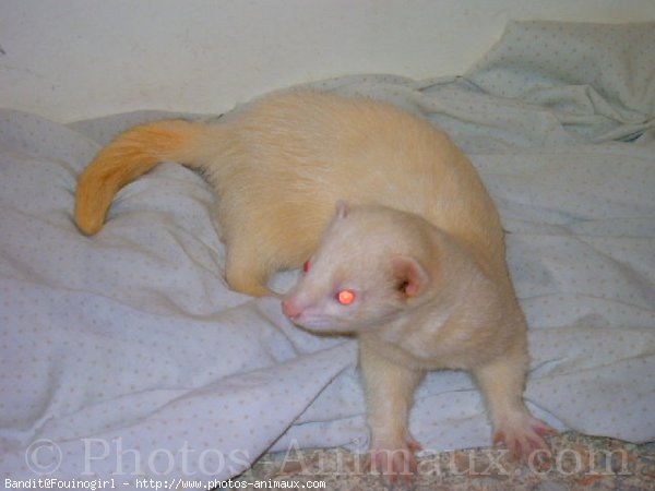 Photo de Furet