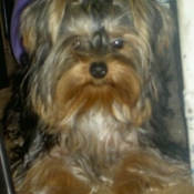 Photo de Yorkshire terrier