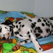 Photo de Dalmatien