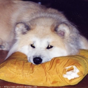 Photo d'Akita inu