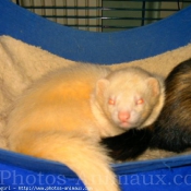 Photo de Furet