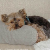 Photo de Yorkshire terrier