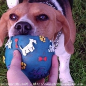 Photo de Beagle