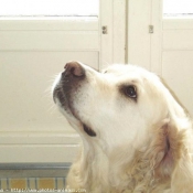 Photo de Golden retriever