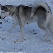 Photo de Husky siberien