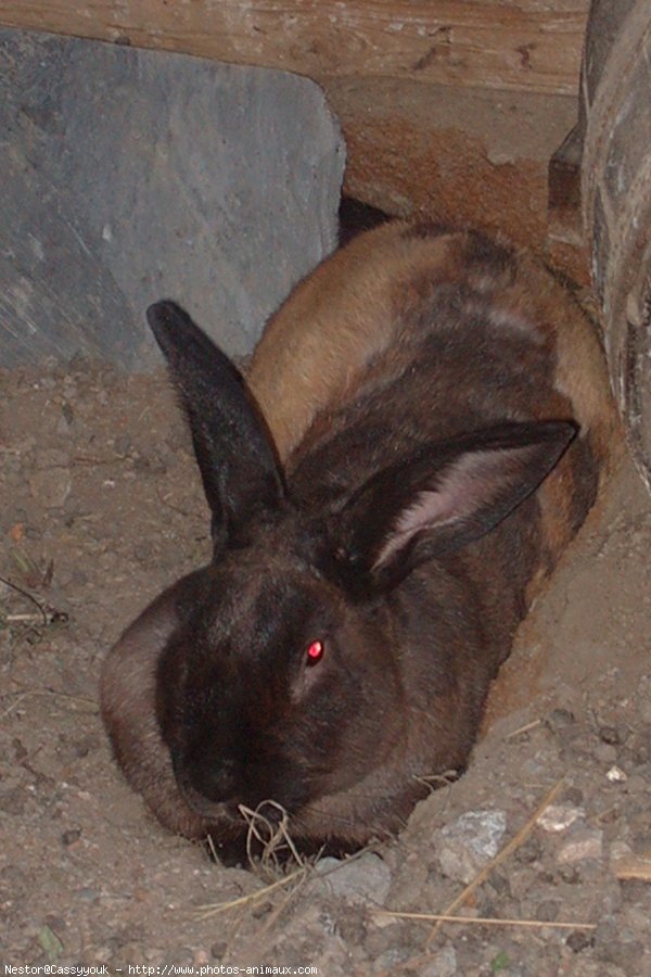 Photo de Lapin