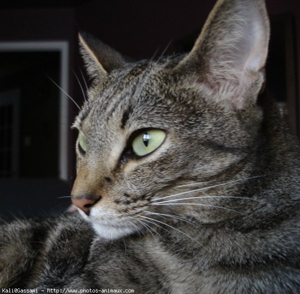 Photo d'Ocicat