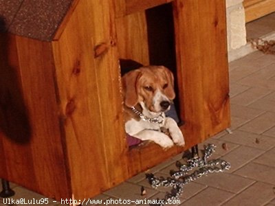 Photo de Beagle