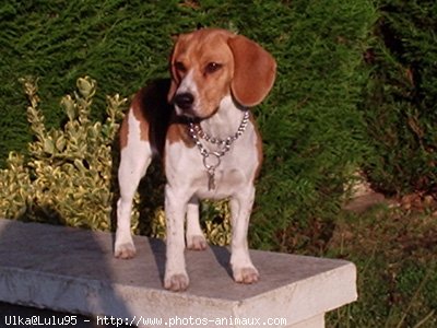 Photo de Beagle