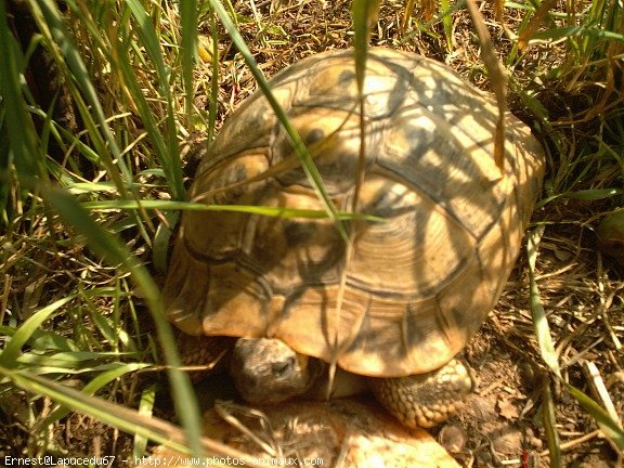 Photo de Tortue