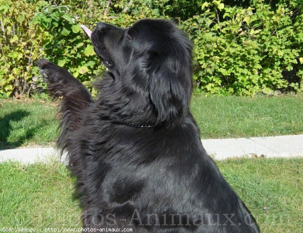 Photo de Chien de terre-neuve