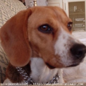 Photo de Beagle