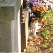 Photo de Chat domestique