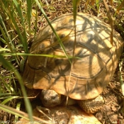 Photo de Tortue