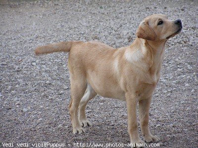 Photo de Labrador retriever