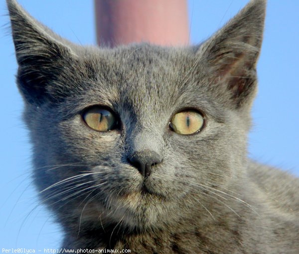 Photo de Chat domestique