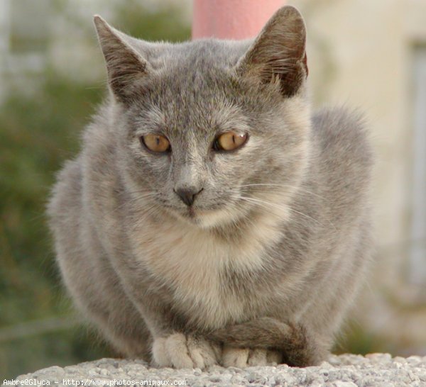 Photo de Chat domestique