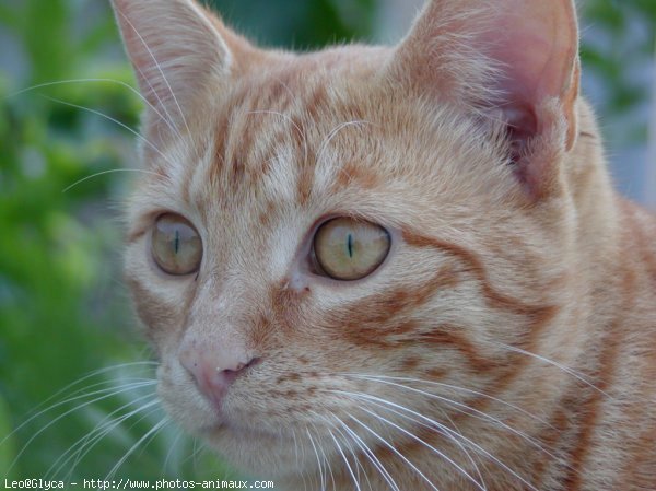 Photo de Chat domestique