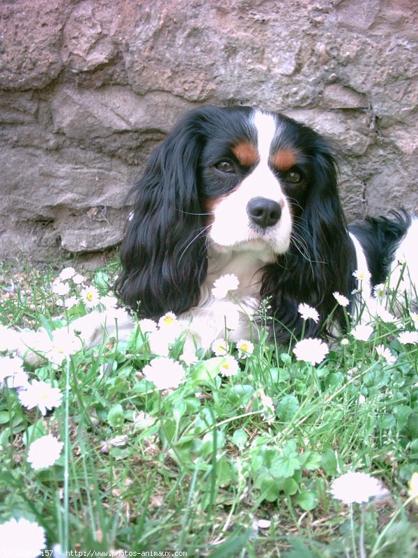 Photo de Cavalier king charles spaniel