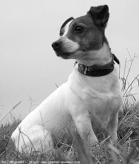 Photo de Jack russell terrier