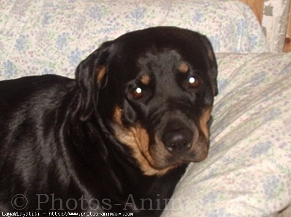 Photo de Rottweiler