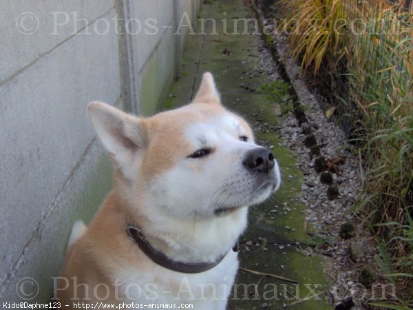 Photo d'Akita inu