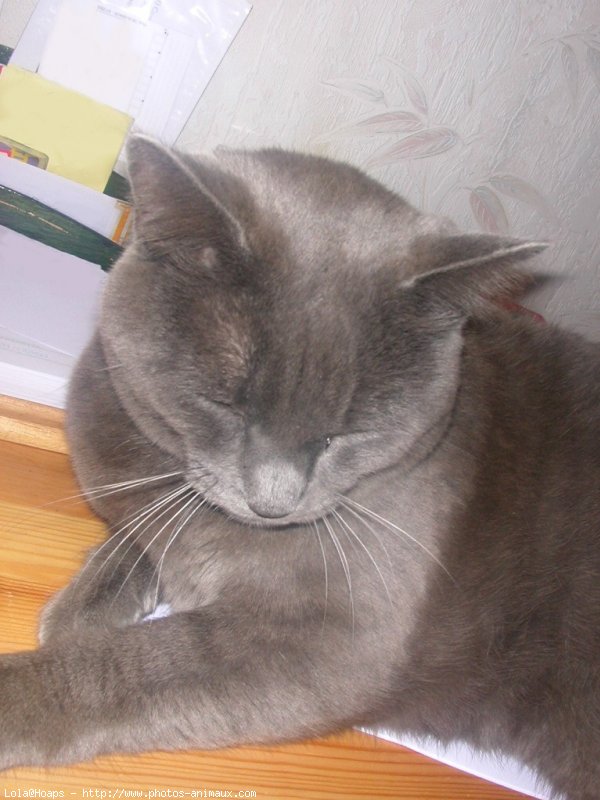 Photo de Chartreux