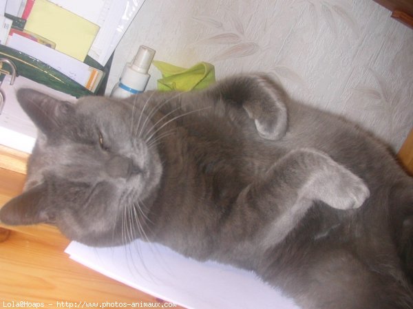 Photo de Chartreux