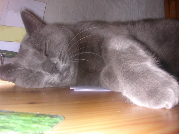 Photo de Chartreux