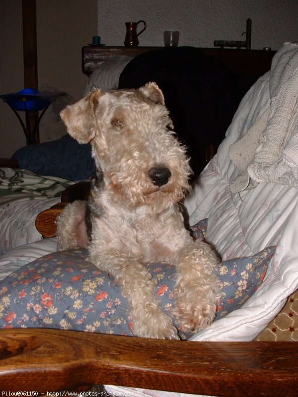 Photo de Fox terrier  poil dur