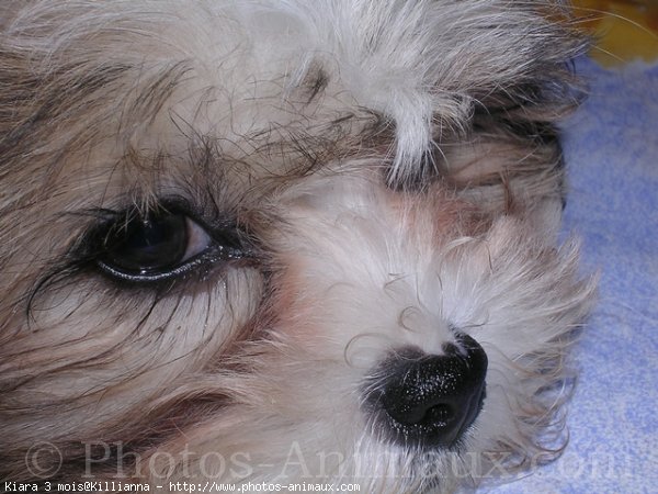 Photo de Shih tzu