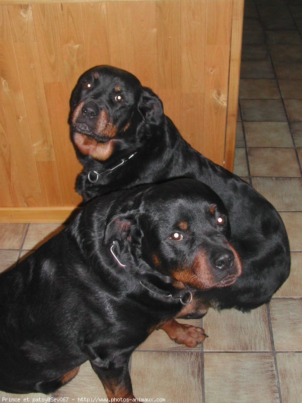 Photo de Rottweiler