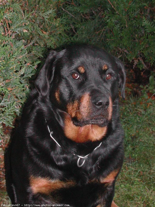 Photo de Rottweiler