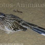 Photo de Races diffrentes