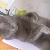 Photo de Chartreux