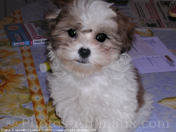 Photo de Shih tzu