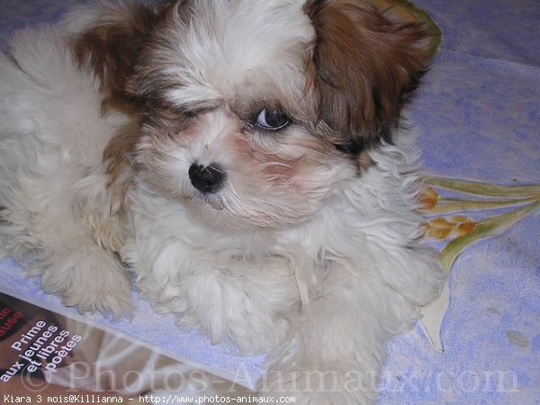 Photo de Shih tzu