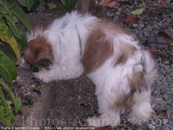 Photo de Shih tzu