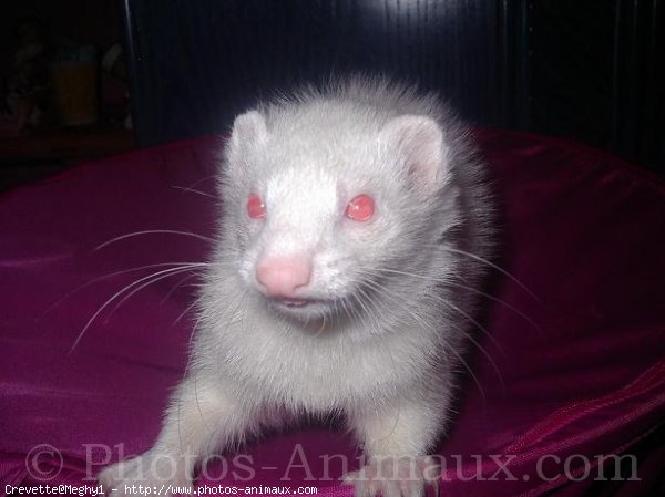 Photo de Furet