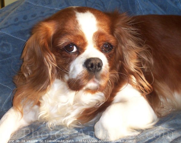 Photo de Cavalier king charles spaniel