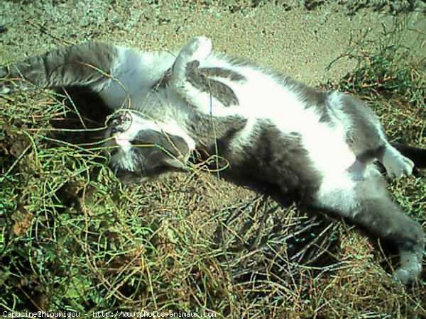 Photo de Chat domestique