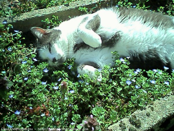 Photo de Chat domestique